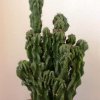 Cereus_hildmannianus_forma_monstruosa